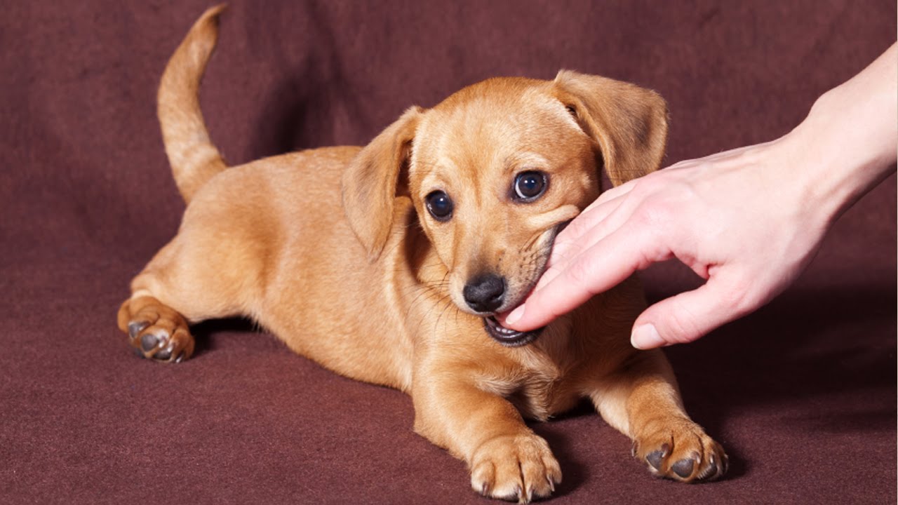 stopping puppy biting tips